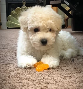 maltipoo